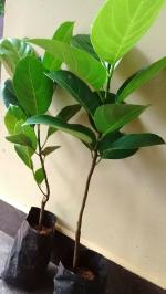 Sundhi Plant Live Jackfruit Hybrid Plant (kathal Tree Fruits Comes Under 18 to 24 Months Under)