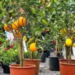 Cloud Farm Nagpur Mandarin Orange All Time Variety Grafted Santra Fruit Healthy Plants & Tree(1-1.5 Ft Size) CF_182