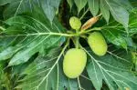 Cloud Farm Hybrid and Artocarpus Altilis Breadfruit Plant - 200 mm CF17