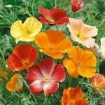PARYAVARAAN California Poppy Flower Seeds Hybrid For Garden pack of 50 seeds