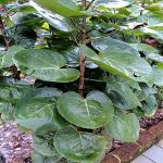 Kapebonavista Polyscias fruticosa or Ming aralia is a perennial plant dicot evergreen shrub or dwarf tree native to India.