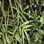 Plantzoin Dabra Shankaraja Uraria picta Krushnaparni Live Plant