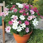 PARYAVARAAN Cosmos Flower Seeds For Winter Season pack of 50 seeds