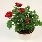 Cloud Farm Real Healthy Dark Red Rose Healthy Plant Hybrid For Balcony, Terrace, Outdoor Gardening CF_2056
