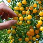 JIGNISHA SEEDS Yellow American Cherry Tomato Vegetable Seeds Pack Of 50