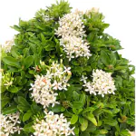 Ashokavanam Ixora Dwarf Plant (White)