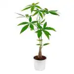 JESAA GREENS Live Money Tree Pachira Plant with White Pot Home & Office Decor | Indoor and Outdoor Plant | Plant for Gardening | Pack of 1