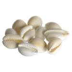 Kesar Zems White Stone Natural Kodi Shells (Pack Of 11)