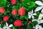 ONLINE PLANT BAZAR SWEET NATAL PLUM PLANT AFRICAN VARIETY(PACK OF-1)