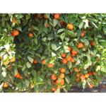 Cloud Farm Nagpur Mandarin Orange All Time Variety Grafted Santra Fruit Healthy Plants & Tree(1-1.5 Ft Size) CF_879