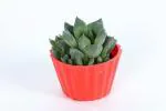 Shivoham Plant Gallery Haworthia Cymbiformis|Succulent Live Plant with Pot|Indoor Good Luck Air Purifying Live Plant|