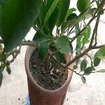 PLATONE Lemon Plant_mp190(y243