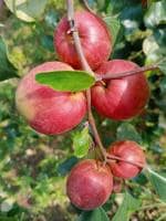 ONLINE PLANT BAZAR BALL SUNDARI RED APPLE BER PLANT GRAFTED(PACK OF 1)