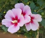 Cloud Farm Hybrid White and Red Hibiscus Plant - 200 mm CF20161