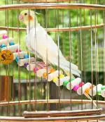 Sage Square Bird Playful Cage Accessories - Ladder 48Cm