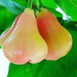 Cloud Farm Syzygium Rose Water Apple Wax Apple Java rose apple Jamrul Fruit Healthy Plant[CF2149]