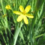 Plantzoin Orchid palm grass Kali musli Curculigo orchioides Talamuli Live Plant