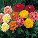 PARYAVARAAN Chrysanthemum Flower Hybrid Seeds For Home Gardening pack of 50 seeds