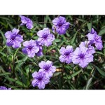 Ashokavanam Ruellia tuberosa plant (snapdragon root, popping pod)