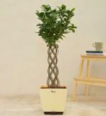 UGAOO Netted Ficus Tree Natural Live Indoor Plant With Pot (Extra Large)