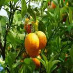 GREEN LINE Nursery Orange Plant 2 Healthy Live Plant Orange Hybrid Plant All Time Variety for Outdoor Garden Plant (Plant Height Pack of 2 Orange Plant)