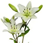 PARYAVARAAN Lily Flower Bulbs (White 10)