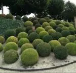 Futaba Dwarf juniper balls - 5 Pcs