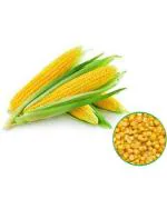Master Green Baby Corn Vegetable Seeds (40 Per Packet)