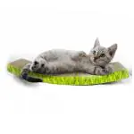 PSK Pet Mart Cat Scratch Pad