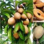 Online Plant Bazar Grey All Time Kalapatti Sapota Chiku Sapodilla Naseberry Chikoo Grafted Live Plant, Height- 1.5 Ft To 2 Ft