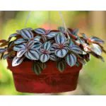 Ashokavanam Red Leaf Pilea (Pilea cadierei) The Friendship Plant