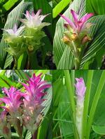PARYAVARAAN Curcuma Flower Bulbs (pack oF 2 Bulbs)