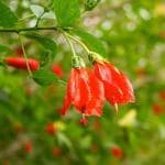 Zomoloco Flower Hibiscus Hybrid Plant - 135 Mm