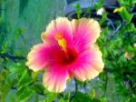 Cloud Farm Hybrid Yellow and Red Hibiscus Plant - 200 mm CF077