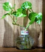 Round Glass Vase | For Money Plant | Lucky Bamboo Plant | Elegant Ball Shaped Vase | Flower Pot | 12X10 Cm Clear