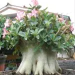 Plantogallery Desert Rose Adenium Arabicum Mkmk (Pack Of 4) | Outdoor Decor| Lawn and Garden| Garden| | Home Accessory| Home Decors| Lawn Accessory| Garending Accessory| Desert Rose Adenium Arabicum Mkmk|