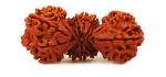 Feel Touch Mart Trijuti Nepal Rudraksha Spritual Natural Original Certified Beed with Lord Shiva Blessing