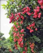 Cloud Farm Hybrid Muzaffarpur Shahi Litchi Plant - 200 mm