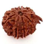 Feel Touch Mart Amazing Pure 8 Mukhi Ganesh Rudraksha Original Certified Nepali Bead