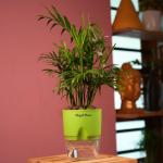 Hug A Plant Chamaedorea Palm (Chamaedorea seifrizii) - Live Plant (With Self-Watering Pot & Plant) (Color: Green)
