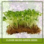 Farmgokart 150 Nos of CLOVER Microgreen Seeds | Best Suitable For Terrace And Home Gardening