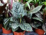 Dishita - Go Green Ornata Plants Outdoor/Indor For Garden and Home