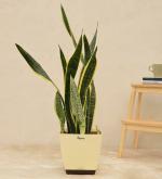UGAOO Sansevieria Laurentii Natural Live Indoor Plant With Pot (Extra Large)