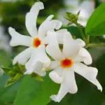 Marinetree Live Parijat flower / Harsingar plant