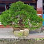 PLATONE Platycladus/Morpankhi Plant_morpankhi plant bn dskjf pai(y169