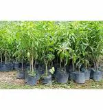 Agritech Emart Nursery Cover Plant Grow Bag