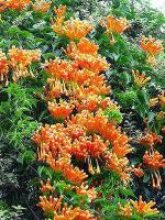 Platone Begonia Vanusta PlantBeguniya Venesta PlantBela Orange Flame Vine Pyrostegia Venusta Flower Plant