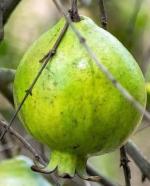 Cloud Farm Hybrid Pomegranate Plant - 200 mm CF517111