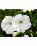 Green World Organic Petunia Grandiflora White Flower 50 Seeds