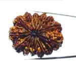 Feel Touch Mart Certified 13 Mukhi Rudraksha Nepali 13 Brown bead 26.10mm Rudraksha Natural Therha Mukhi Rudraksha Silver Pendant Rudraksha For Men & Women